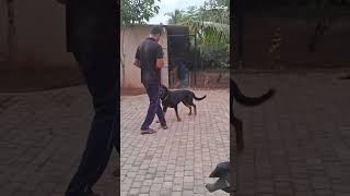 Caring paws negombo  Damith  0761109438 [upl. by Strang321]