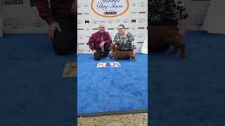 National dog show 2024 dachshund dogshows nationaldogshow dachshundsofyoutube [upl. by Suoiluj749]