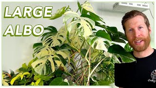 How to grow HUGE MONSTERA ALBO leaves [upl. by Goldwin]