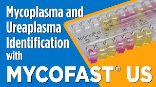 MYCOFAST® US for Mycoplasma and Ureaplasma Identification [upl. by Idnil830]