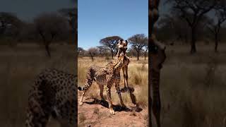 Jangal Ka sab say lamaba janwar giraffe our dosra takatwar janwar cheetah apas may jang Best 🤣🤣 [upl. by Tips505]