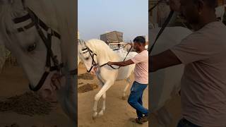 Horse Dance  Pushkar Mela 2024 shorts horsedance pushkarmela2024 rajasthan [upl. by Shaver]