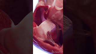 Animated 3d model of the Human Heart meded anatomy [upl. by Notaek848]