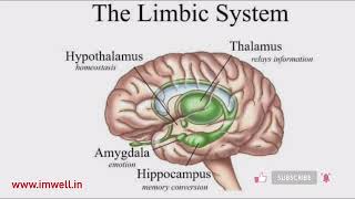 The Limbic System Thelimbicsystem limbicsystem Anatomy Brain Emotions imwell [upl. by Goat952]