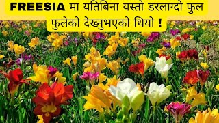 Freesia Flowers Complete Care Guide In Nepali फ्रीसियाको सुन्दर र सुगन्धित फूलहरूको आनन्द लिनुहोस् [upl. by Kitti]