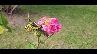 A Grasshopper on my Confederate Rose [upl. by Nnayelsel801]