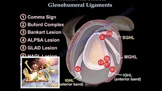 Glenohumeral Ligaments ligaments of the shoulder  Everything You Need To Know  Dr Nabil Ebraheim [upl. by Amathist]