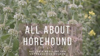 All About Horehound  Natures medicine for unproductive coughs [upl. by Leveridge]