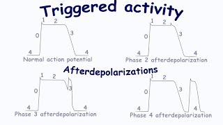 Triggered activity Afterdepolarizations [upl. by Secundas]