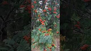 pihlajanmarja bearingfruit tree berries sorbus shorts garden fypシ゚viral [upl. by Llennej]