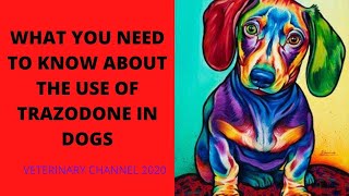 What You Need To Know About The Use Of Trazodone In Dogs [upl. by Gustin]