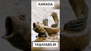 👉YAYIN BALIĞI👈 shortmovie animals shortvideo bilim science balık facts ilginç [upl. by Christoper]