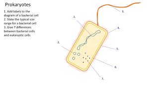 Prokaryotes A level biology AQA [upl. by Acirederf]