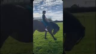 Kleiner bocker fypシ゚viral horse shorts böcker horsebow tiktok [upl. by Brigid283]