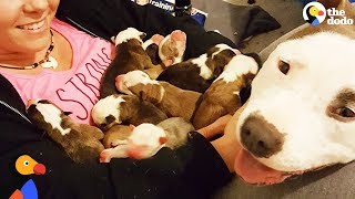 Pit Bull Dog Mom Brings Puppies To Foster Mom PUPPY ADOPTION UPDATE  The Dodo [upl. by Hannon]