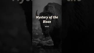 Mystery Of The Bison  🎥 TheQuotecircle  fyp foryou reels youtube faith believe shorts [upl. by Grefer596]