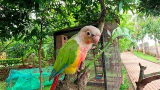 Talking parrot with natural soundsvoice [upl. by Jarrell]