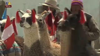 The Ancient Ritual Behind Shearing Vicuña Wool [upl. by Aiak]