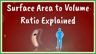 Surface Area to Volume Ratio Explained [upl. by Ahsinor]