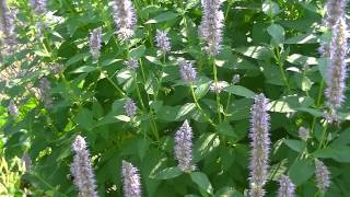 Anise Hyssop and the Bees [upl. by Horace]