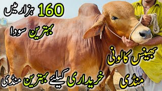 Bhains Colony Mandi Karachi Cattle Rates Update  22 May 2024  Cow Mandi 2024 [upl. by Arick]