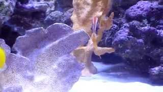 Saltwater Aquarium  beautiful and rare bicolor goatfish [upl. by Einaj]