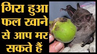 क्या है Nipah Virus जिससे 10 लोग मर गए  Kerala NiV [upl. by Menendez347]