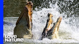 Crocodiles Fight To Death Over Carcass [upl. by Hsac]