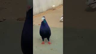 Muhki pigeon so cute 🙈🙈🙈🙈🥰🥰🥰✅✅✅✅pigeon pigeonbird [upl. by Oijres]