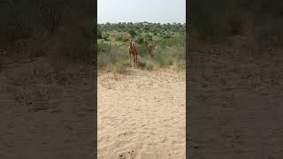 Camel walking in the desert [upl. by Yerocal33]