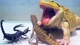 Giant Asian Bullfrogs Favorite Big Tree Lizard Asian Bullfrog Live Feeding [upl. by Timi]