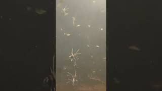 Baby jellyfish swarm just hatched [upl. by Eserehc]