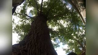 CLIMBING A 70’ COTTONWOOD TREEwith the AKIMBO [upl. by Salazar639]