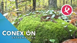 Arranca el Otoño Mágico del Ambroz  Conexión Extremadura [upl. by Blair]