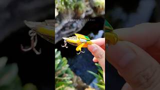 GRANDER MUSASHI LURE shorts grandermusashi lure gewang bandai review [upl. by Shotton]