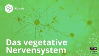 Das vegetative Nervensystem – einfach erklärt – Biologie  Duden Learnattack [upl. by Niak904]