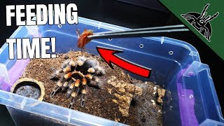 FEEDING ALL MY Brachypelma TARANTULAS [upl. by Notreve]