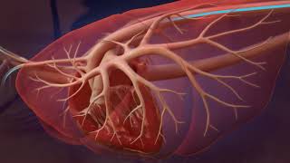 Heartworm Life Cycle for Professionals [upl. by Long547]