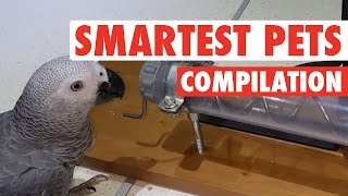 Smartest Pets Ever  Super Smart Pets Compilation [upl. by Shandra]