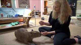 Capybara Visit amp Training  Mudskipper Rous [upl. by Ynnaj]