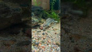 Triturus karelinii aquarium caudata terrarium aquascape [upl. by Nary]