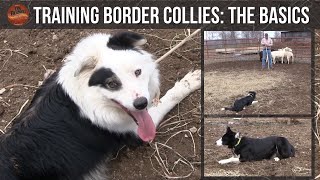 Training Border Collies The Basics [upl. by Allsun]