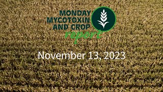 Monday Mycotoxin and Crop Report for November 13 2023 [upl. by Lytsirk]