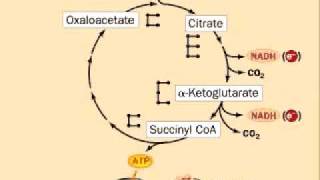 Krebs Cycle animation [upl. by Maurene]