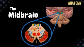 Mesencephalon Midbrain  External amp Internal structures  QUIZ  Anatomy [upl. by Yrolam]