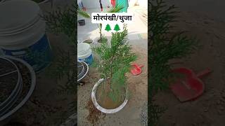 मोरपंखीथुजा लगाने के फायदे Morpankhi Plant Care Everything You Need to Know🌲🌲shortsyoutubeshorts [upl. by Wakefield]