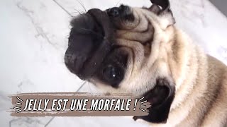 JELLY EST UNE VRAIE MORFALE [upl. by Jonathon]