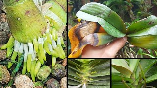 Revealing the fastest way to recover yellowed orchids [upl. by Hsoj484]