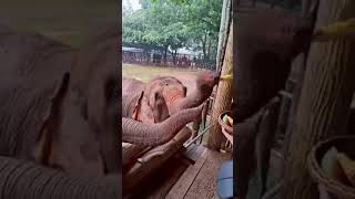 Slonići koji jedu iz ruku lubenicu…Prelepo🐘 shortvideo worldsnature nature zoo zooanimals [upl. by Nashoma]