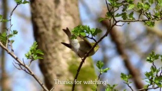 The Wood Warbler and its call [upl. by Jaquelyn716]